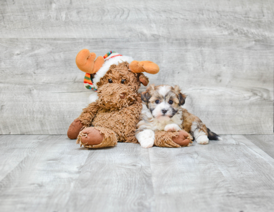 Best Havanese Baby