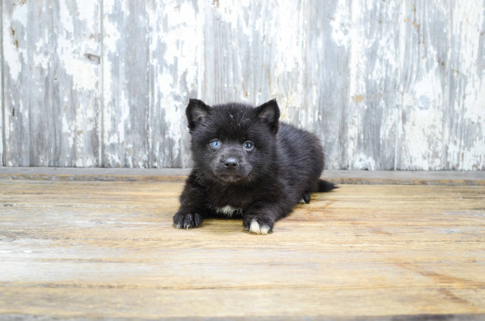 Cute Pomsky Baby