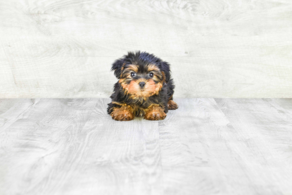 Meet Izzie - our Yorkshire Terrier Puppy Photo 