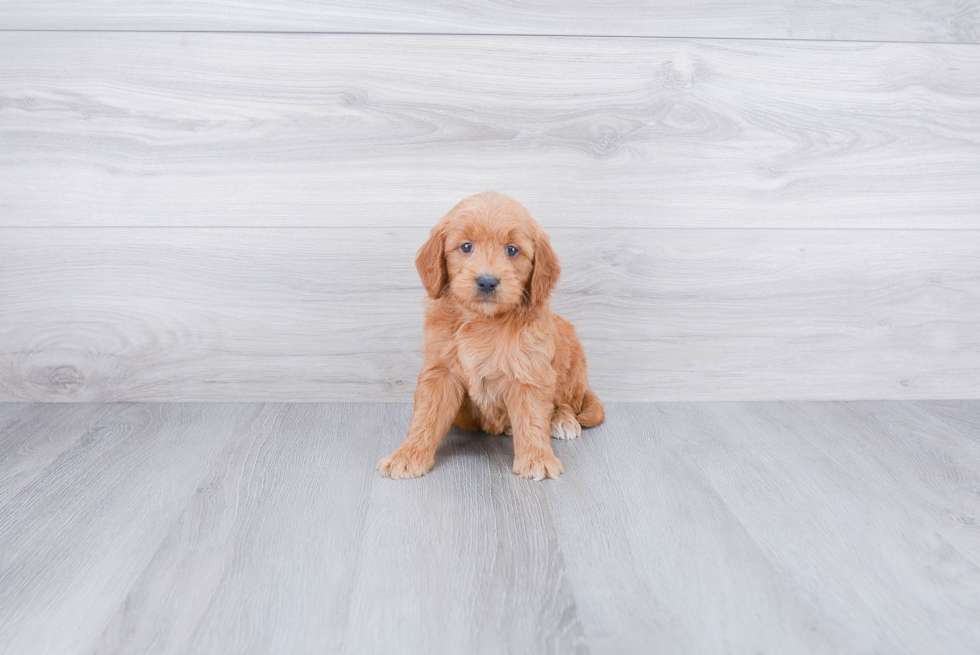 Mini Goldendoodle Puppy for Adoption