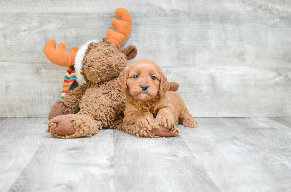 Cockapoo Pup Being Cute