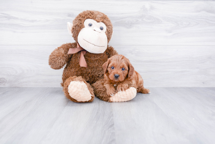 Happy Cavapoo Baby