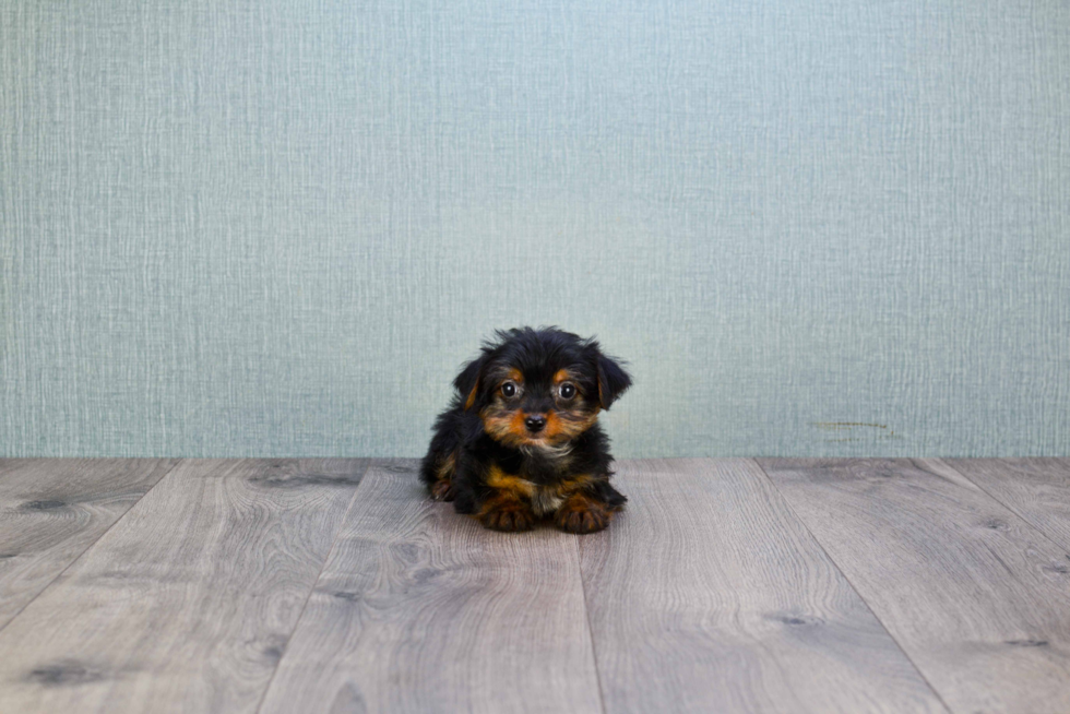 Meet Steph - our Yorkshire Terrier Puppy Photo 