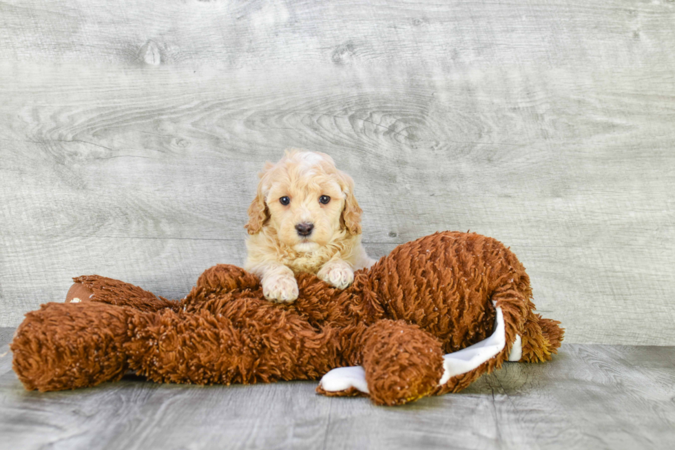 Mini Goldendoodle Pup Being Cute