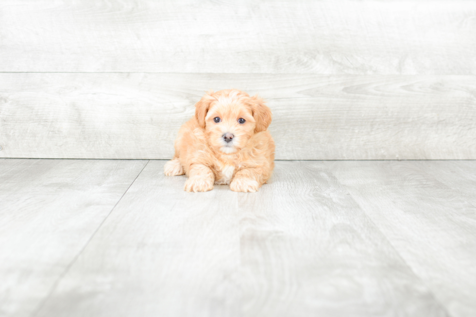 Maltipoo Pup Being Cute