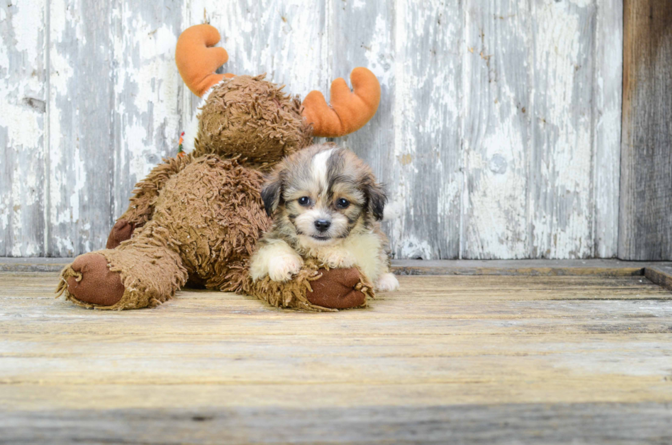 Popular Teddy Bear Designer Pup