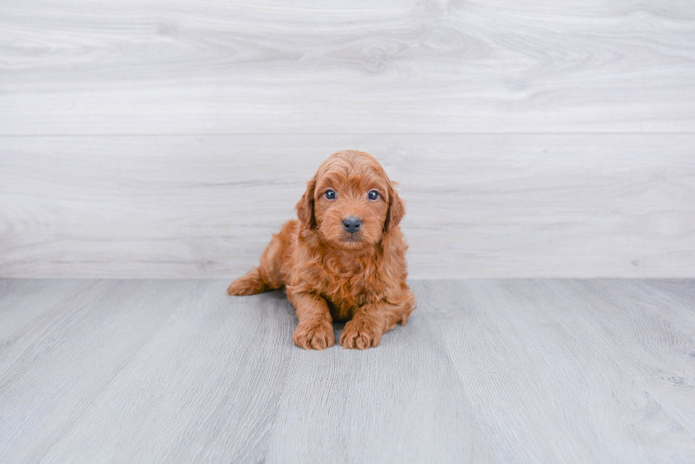 Best Mini Goldendoodle Baby