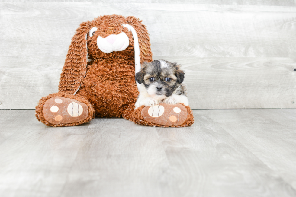 Teddy Bear Pup Being Cute