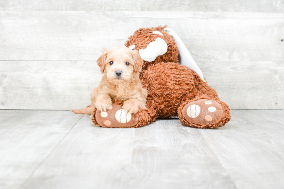 Cockapoo Pup Being Cute