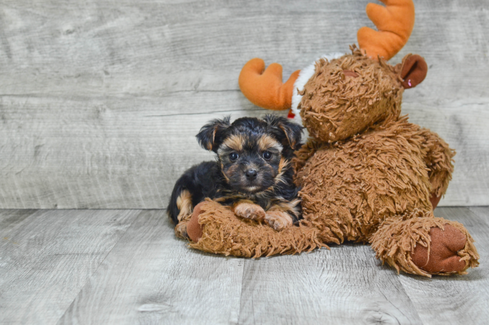 Fluffy Morkie Designer Pup