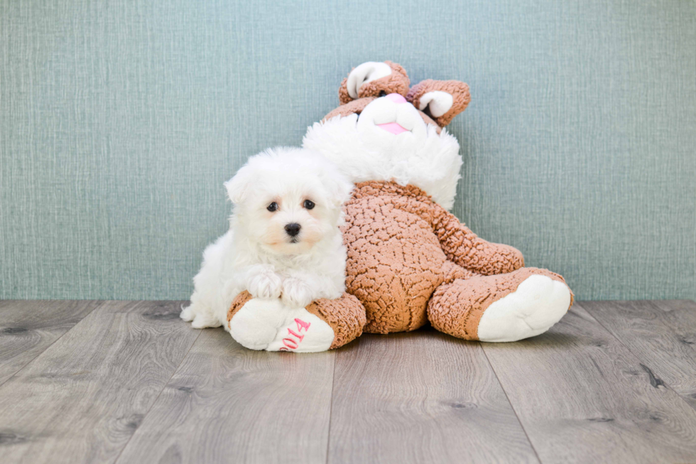 Funny Maltipoo Poodle Mix Pup