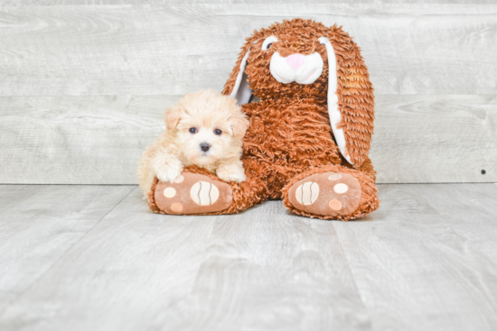 Maltipoo Pup Being Cute