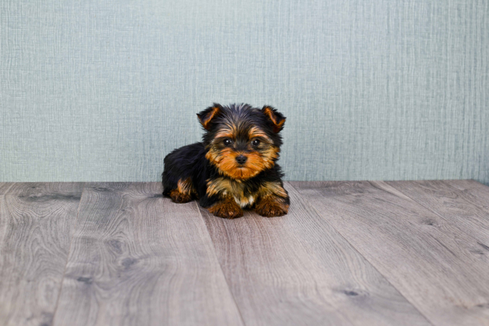 Meet Twinkle - our Yorkshire Terrier Puppy Photo 