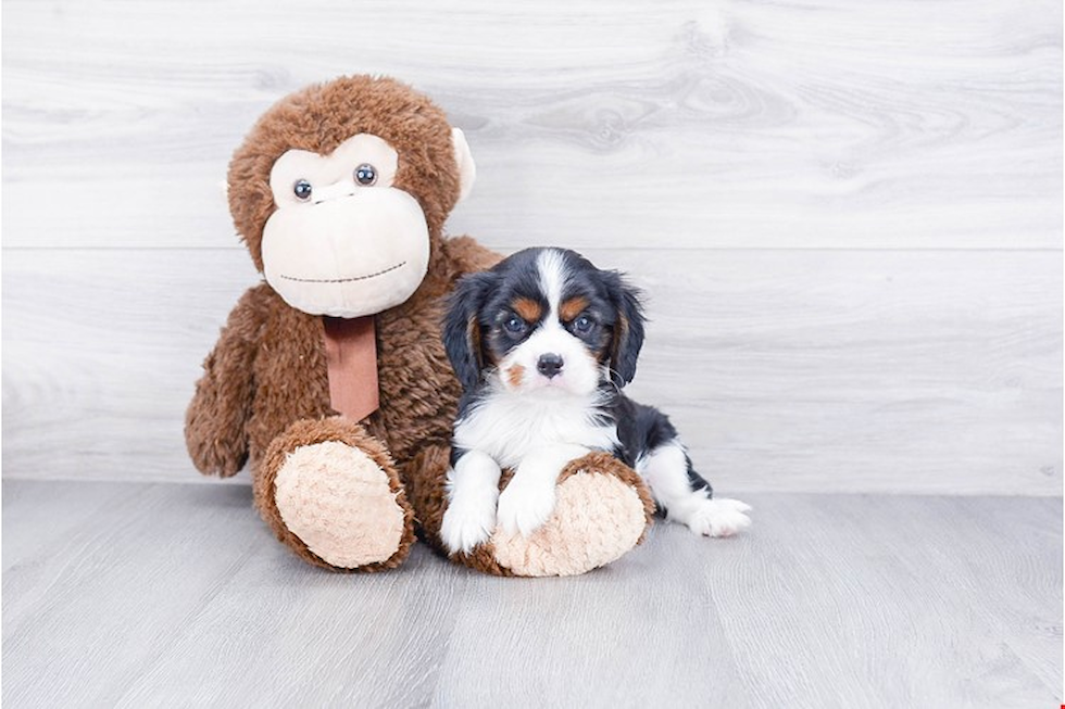 Popular Cavalier King Charles Spaniel Baby