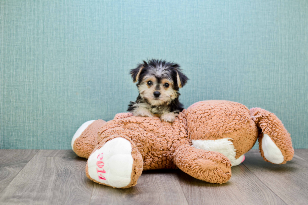 Popular Morkie Designer Pup