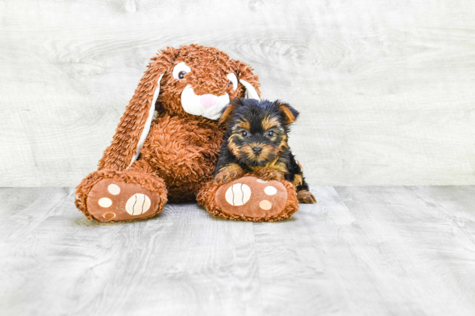 Meet Lily - our Yorkshire Terrier Puppy Photo 