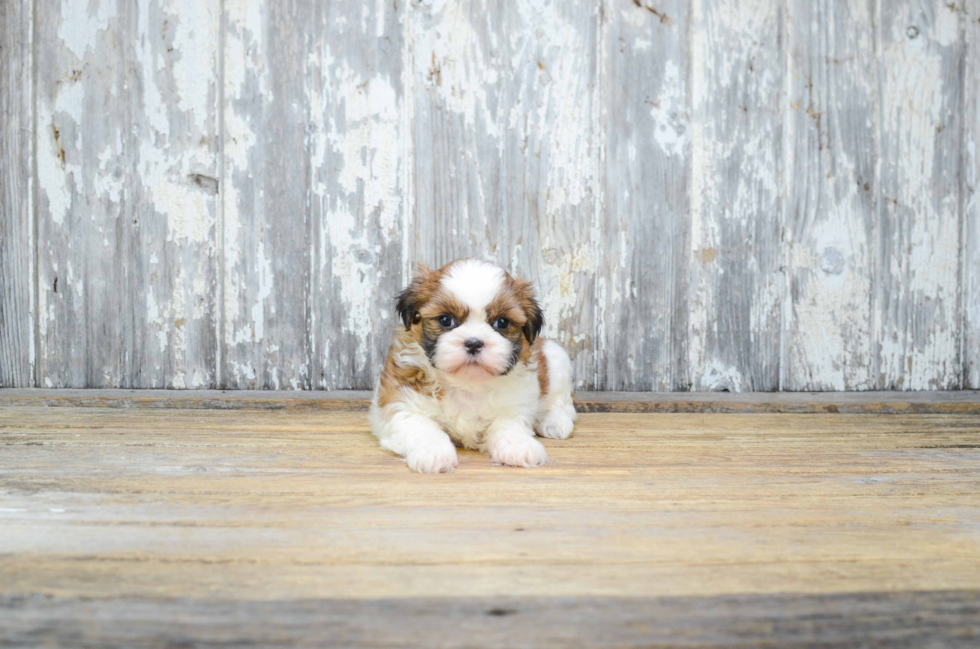 Teddy Bear Pup Being Cute