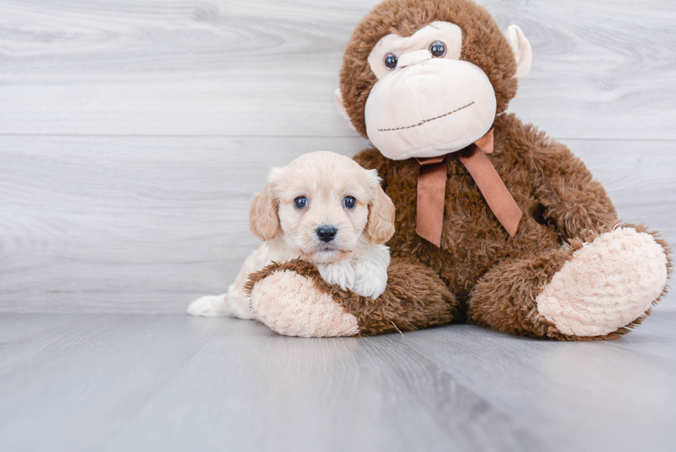 Smart Cavachon Designer Pup