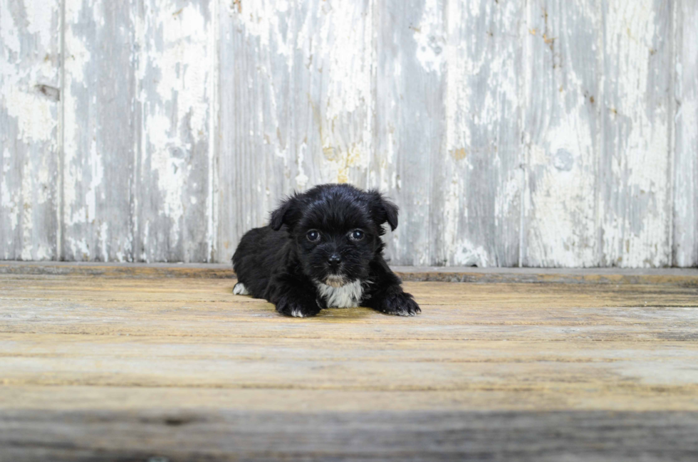 Hypoallergenic Yorkie Designer Puppy