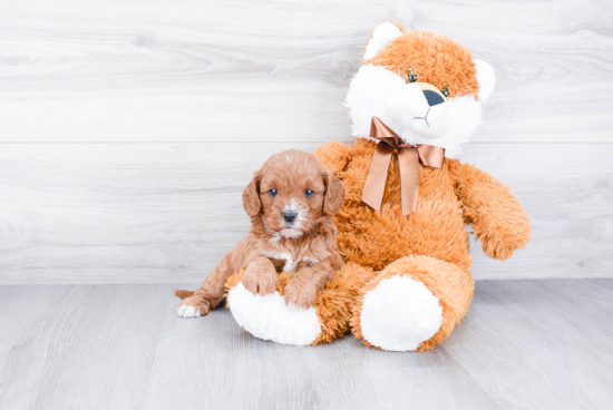 Cavapoo Pup Being Cute