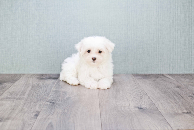 Happy Maltese Purebred Puppy