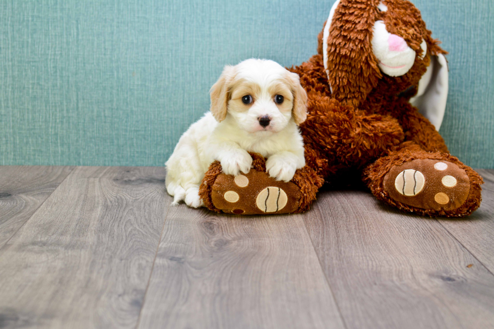 Funny Cavachon Designer Pup