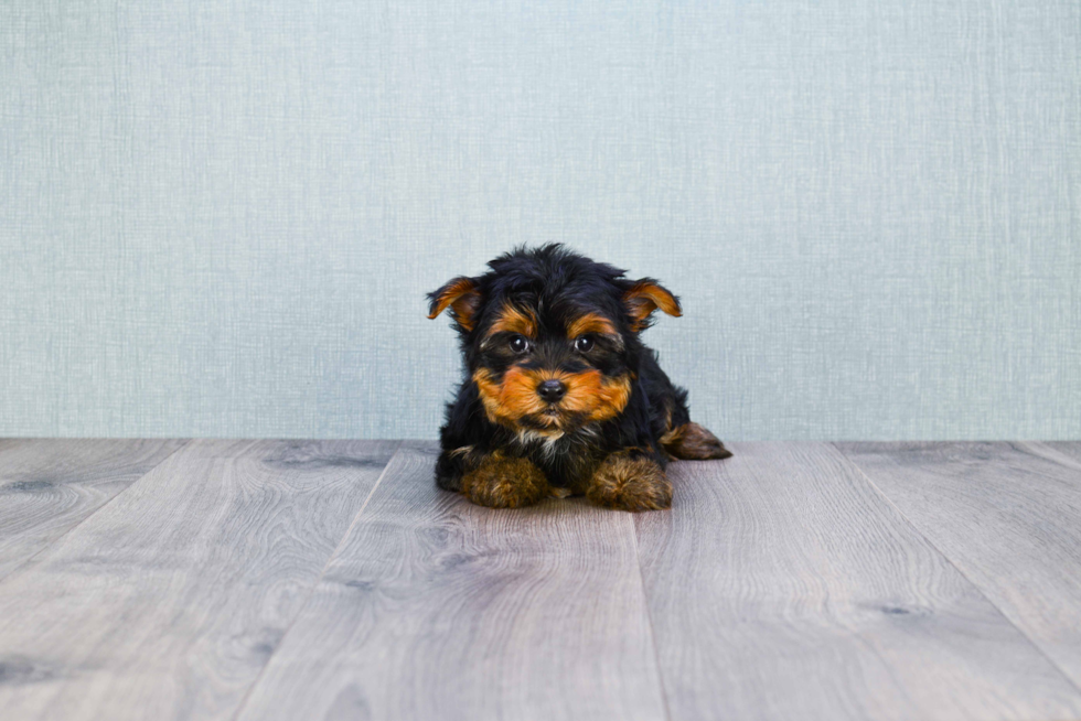 Meet Snickers - our Yorkshire Terrier Puppy Photo 