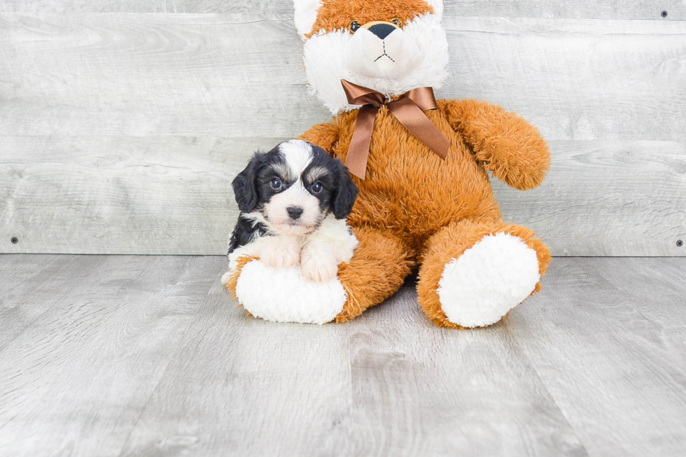 Best Cavachon Baby