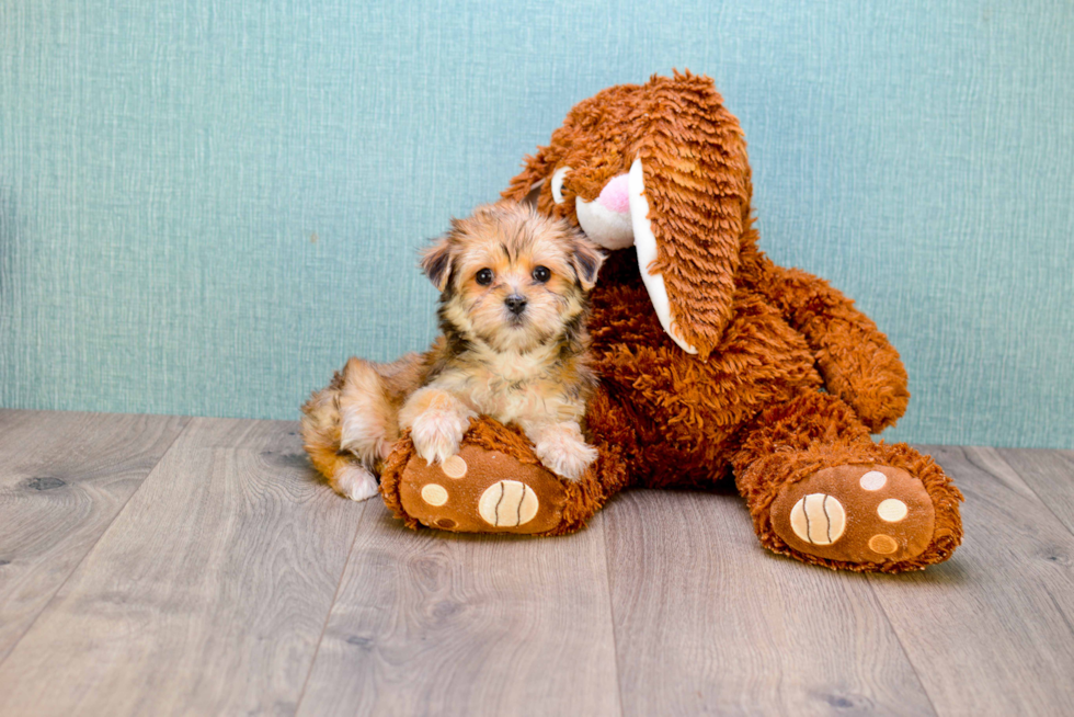 Morkie Pup Being Cute
