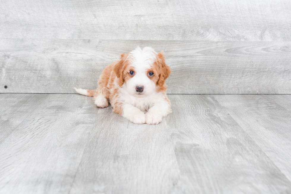 Best Mini Bernedoodle Baby