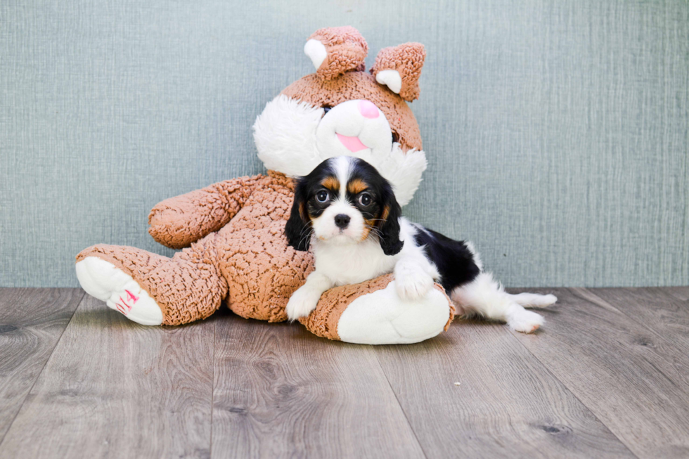 Adorable Cavalier King Charles Spaniel Purebred Puppy