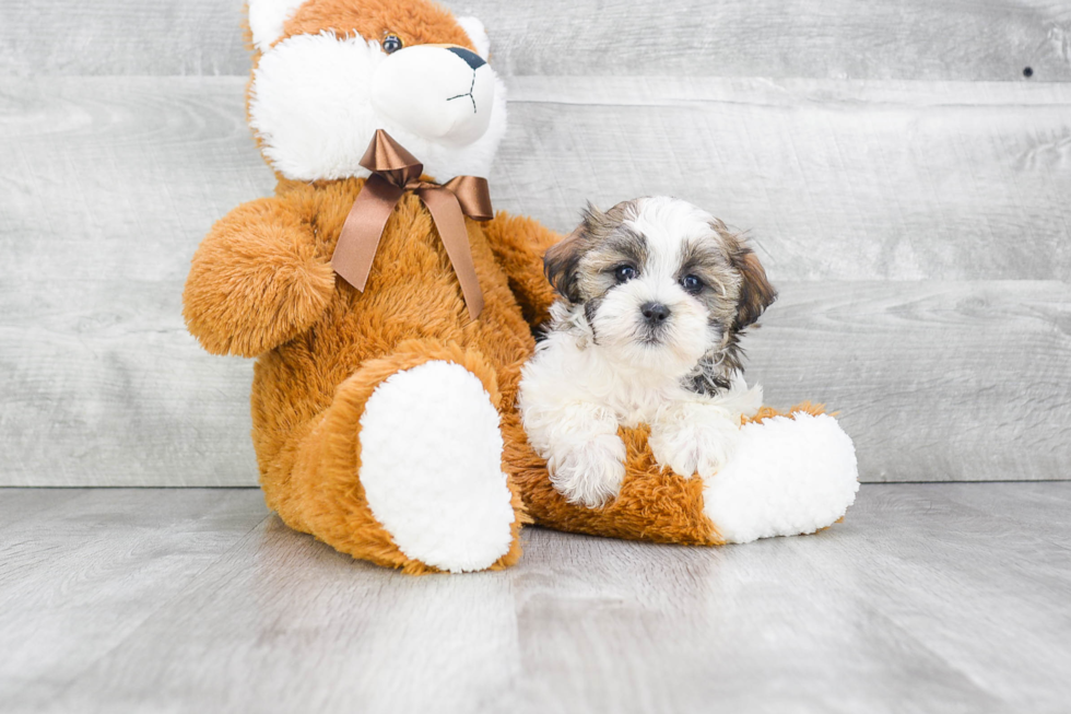 Teddy Bear Puppy for Adoption