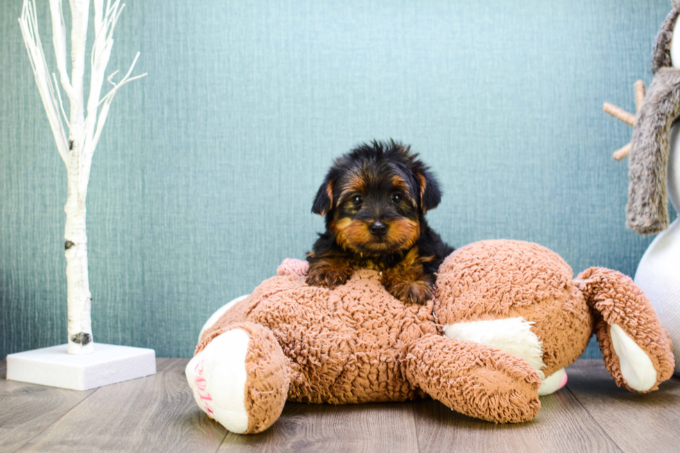 Meet Teacup-Jeremy - our Yorkshire Terrier Puppy Photo 