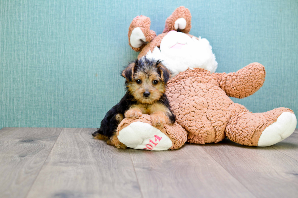 Meet Goldie - our Yorkshire Terrier Puppy Photo 