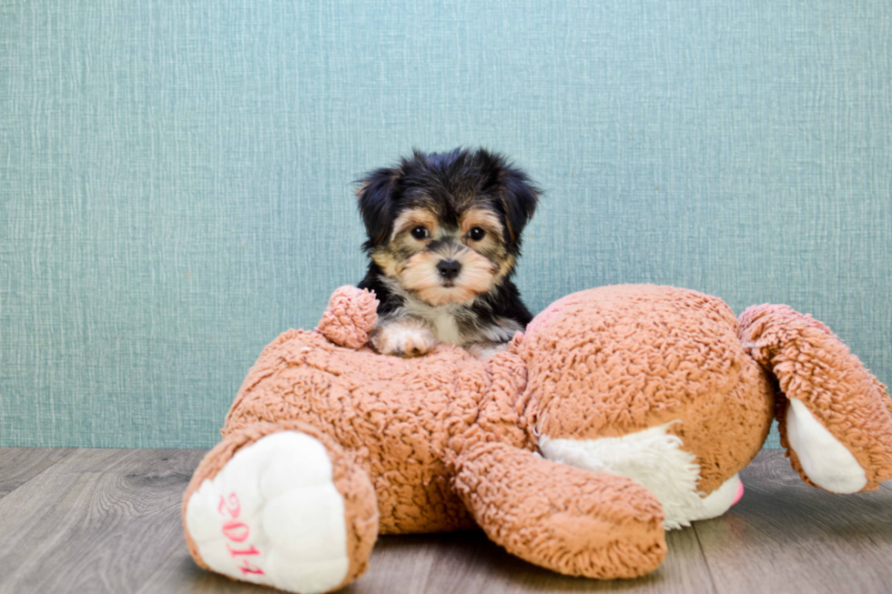 Small Morkie Baby