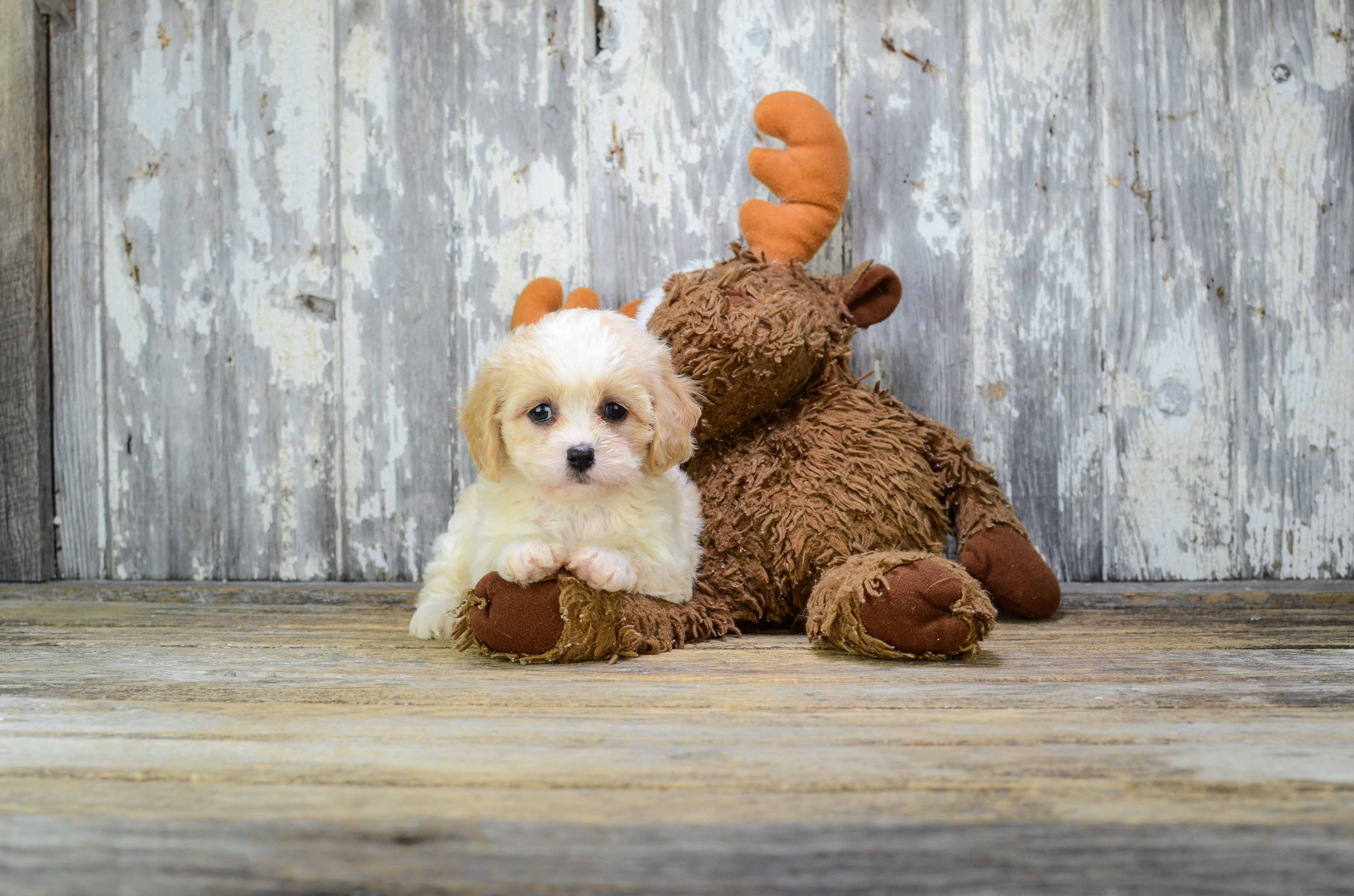 Cavachon Pup Being Cute