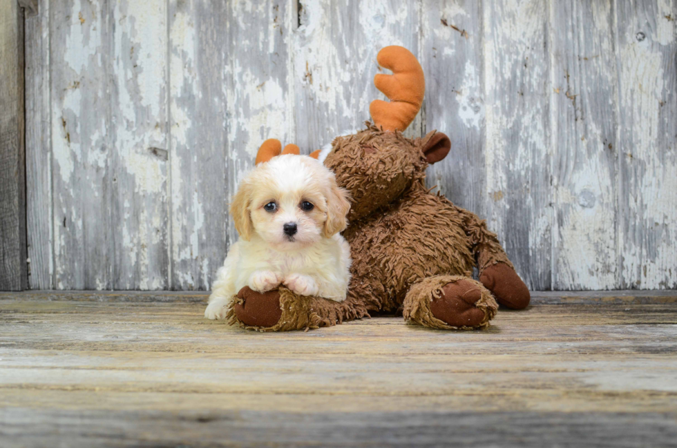 Cavachon Pup Being Cute