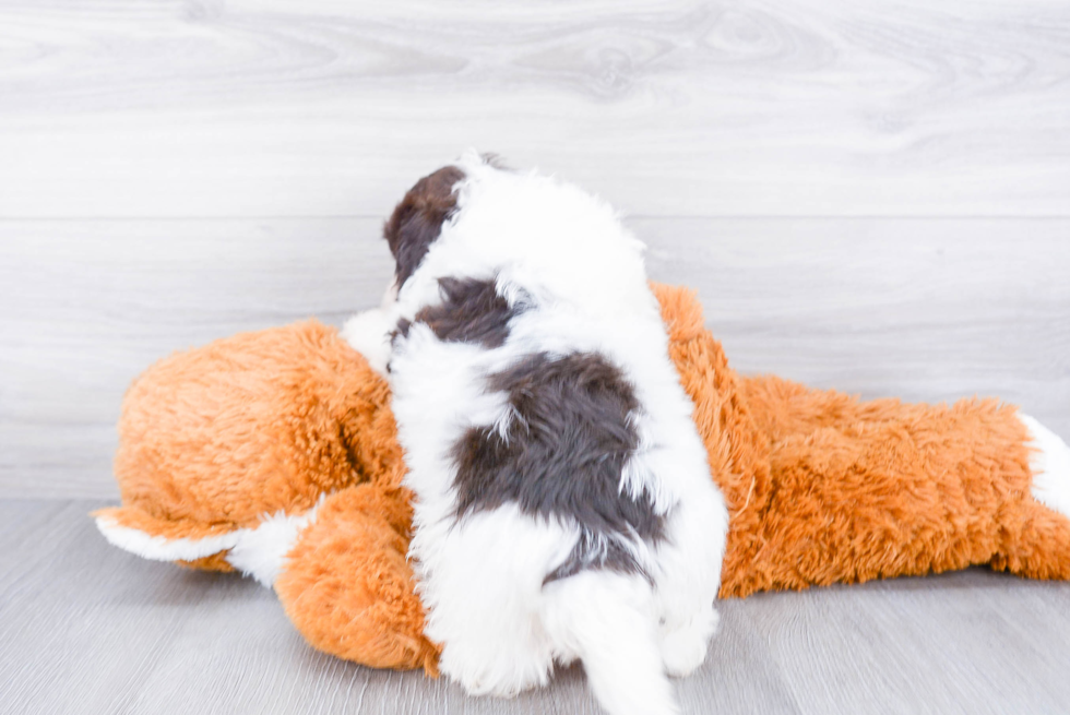 Havanese Pup Being Cute