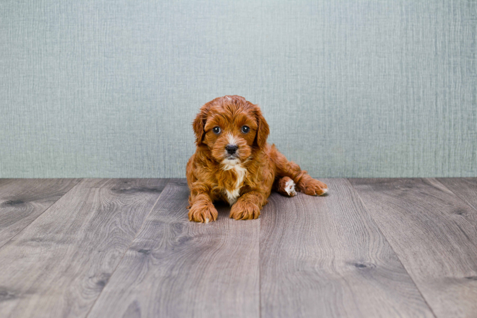 Hypoallergenic Cavoodle Poodle Mix Puppy