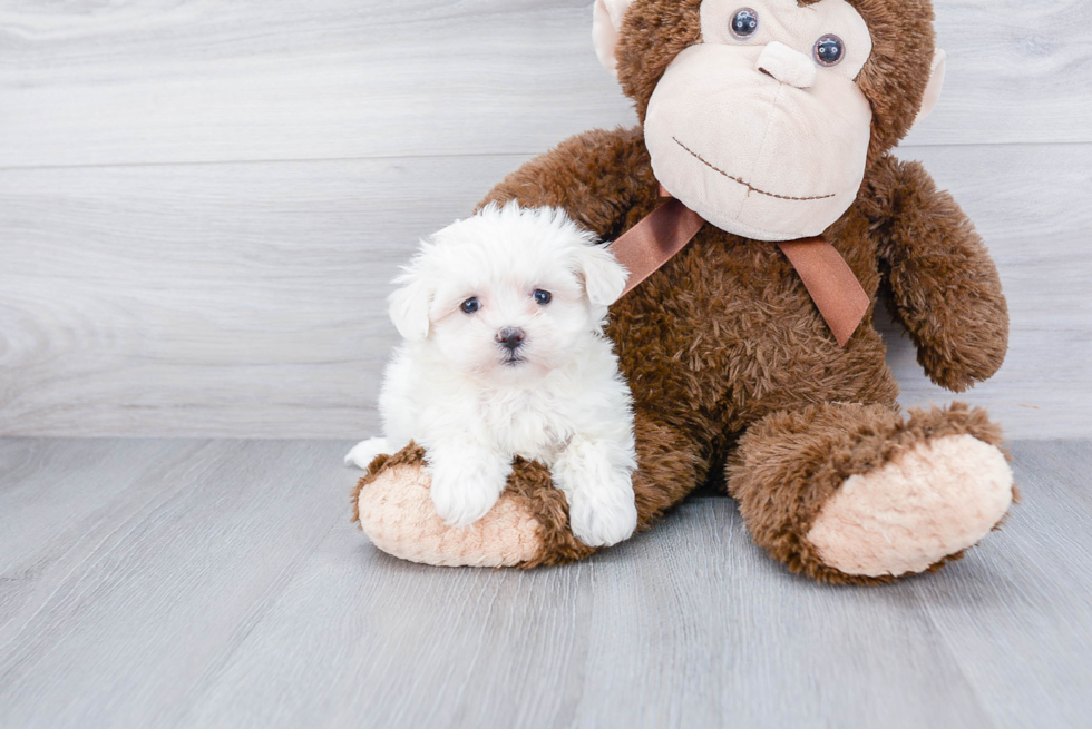 Fluffy Teddy Bear Designer Pup