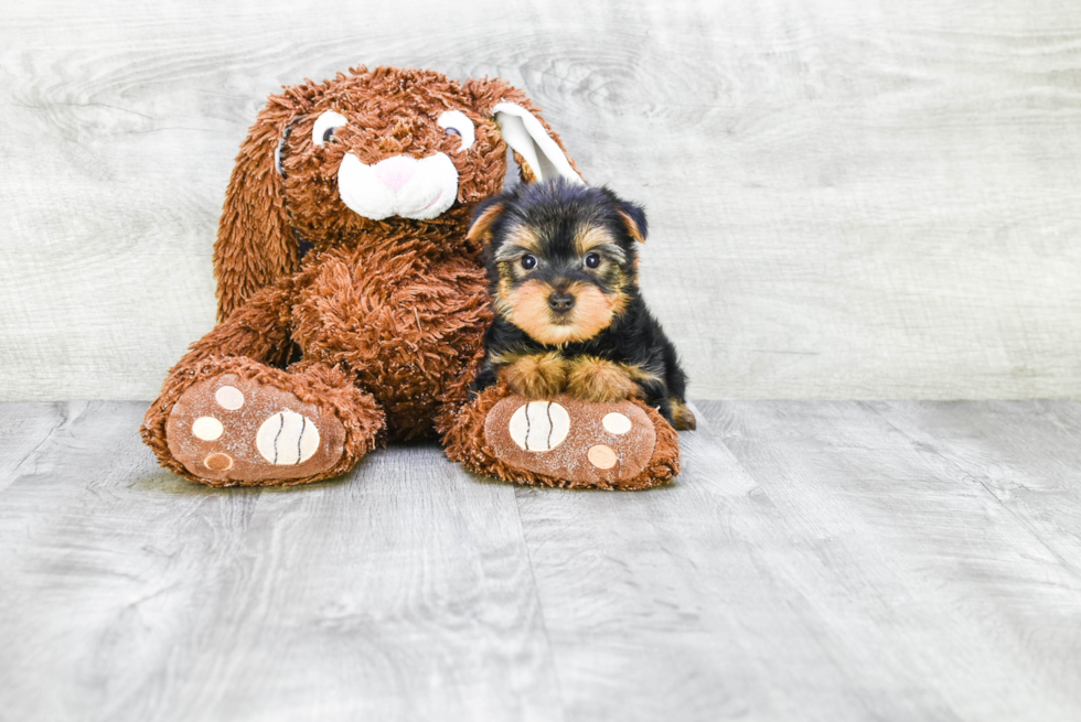 Meet Izzie - our Yorkshire Terrier Puppy Photo 