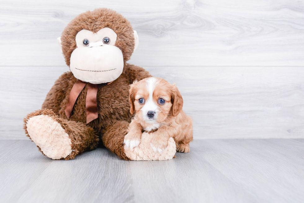 Cavalier King Charles Spaniel Puppy for Adoption