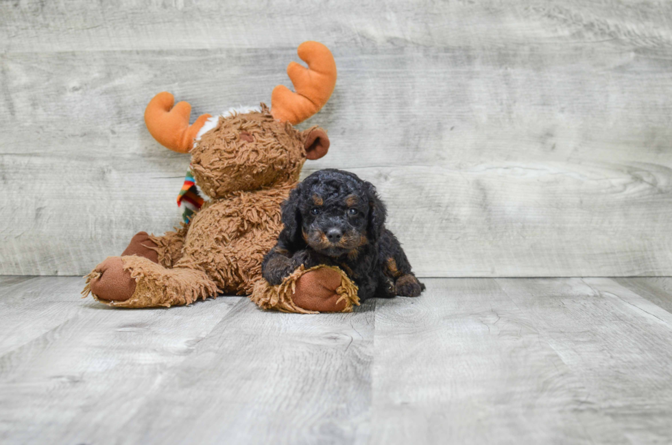 Best Mini Bernedoodle Baby