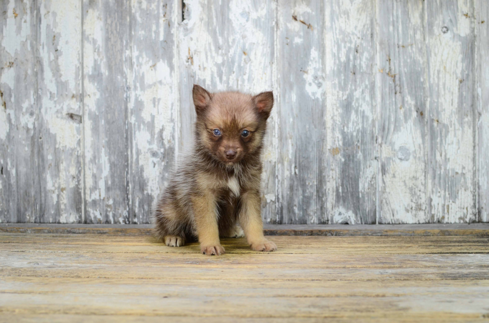 Pomsky Puppy for Adoption