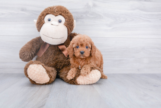 Cute Cavapoo Baby