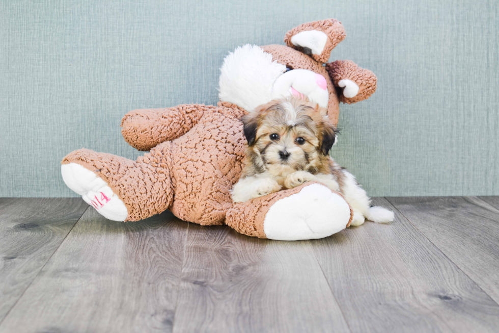 Teddy Bear Puppy for Adoption