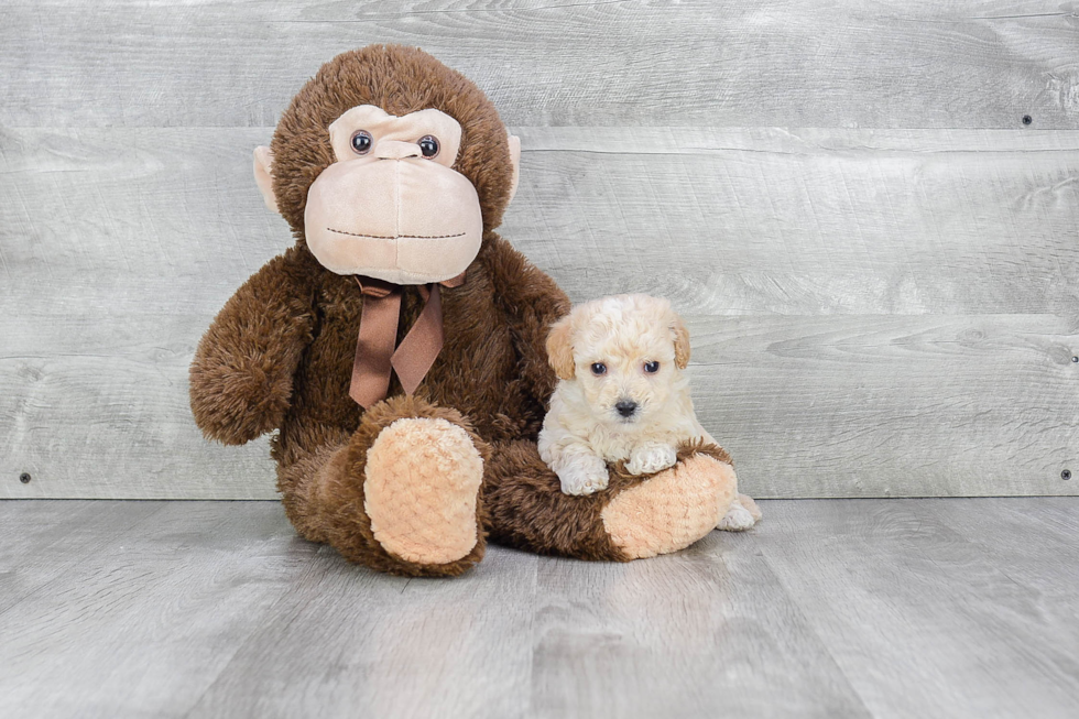 Maltipoo Pup Being Cute