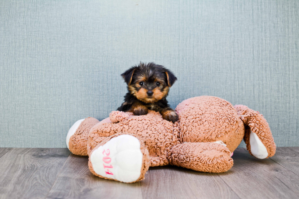 Meet Isabella - our Yorkshire Terrier Puppy Photo 