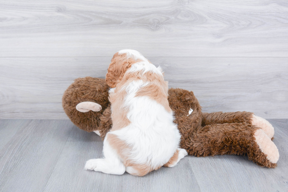 Cavalier King Charles Spaniel Pup Being Cute