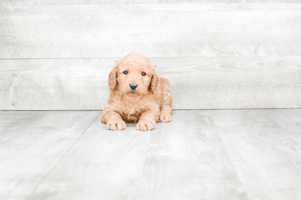 Best Mini Goldendoodle Baby